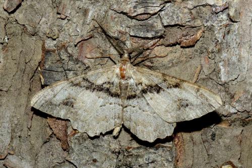 Alcis bastelbergeri